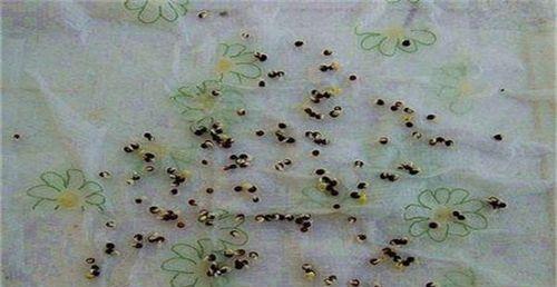 种子用冰箱怎么催芽？最佳方法详解