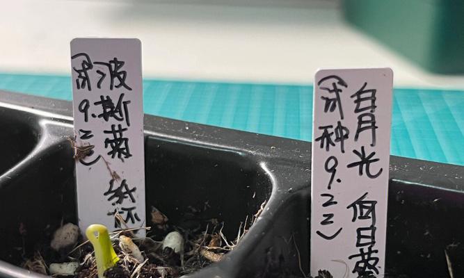 种子用冰箱怎么催芽？最佳方法详解