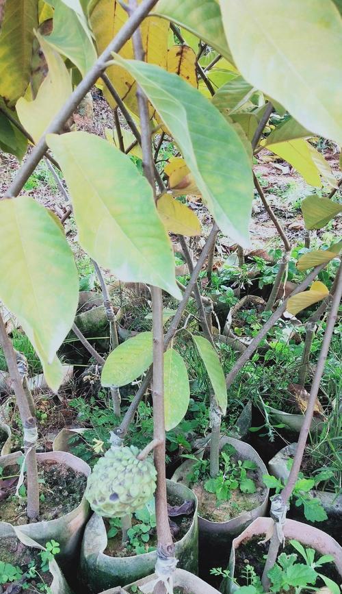 释迦果种子怎么催芽？最好的催芽方法详解