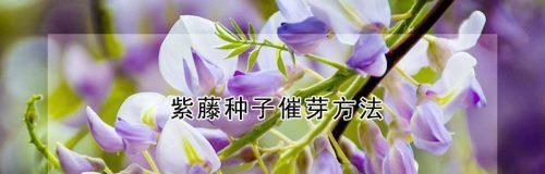 释迦果种子怎么催芽？最好的催芽方法详解