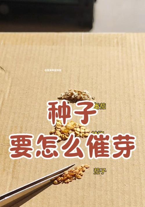 释迦果种子怎么催芽？最好的催芽方法详解