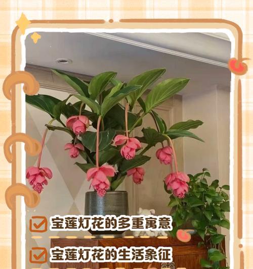 多嘴鱼花的修剪技巧