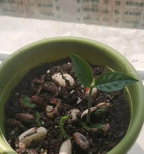菠萝蜜子的种植方法：全面指南