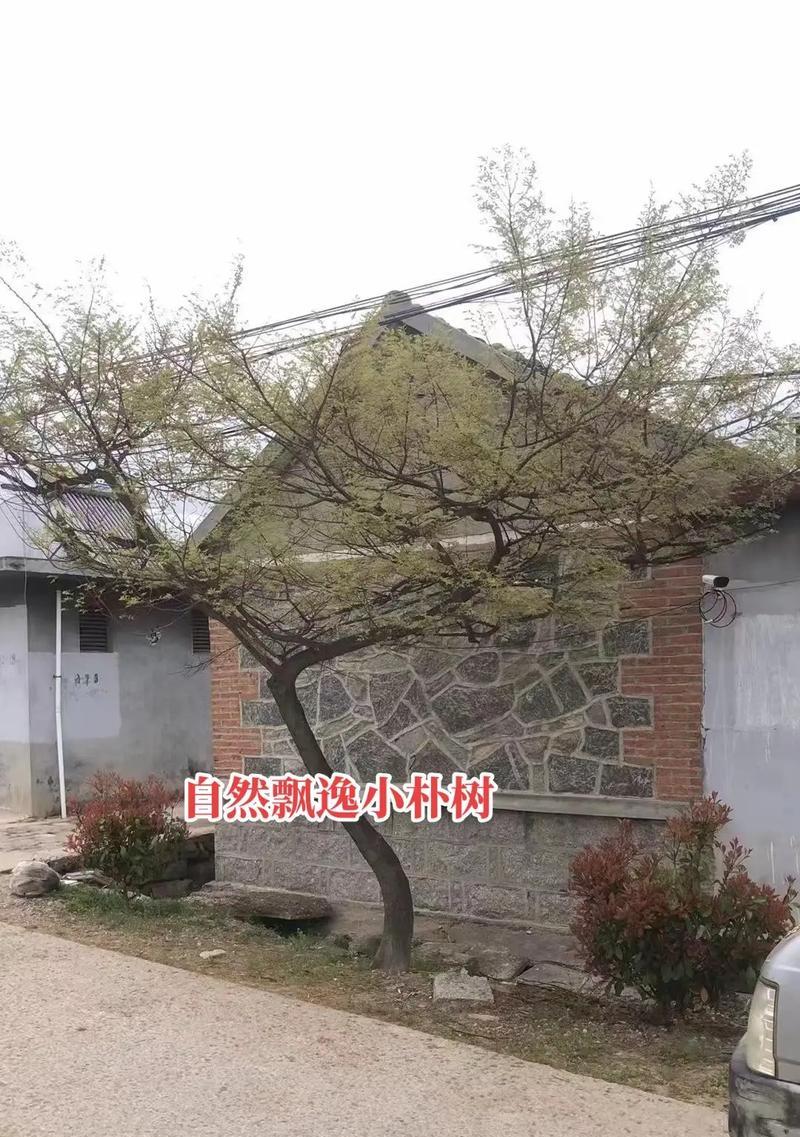 朴树春天修剪枝条指南：步骤详解与技巧