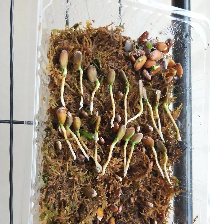 夜开花怎么催芽最好