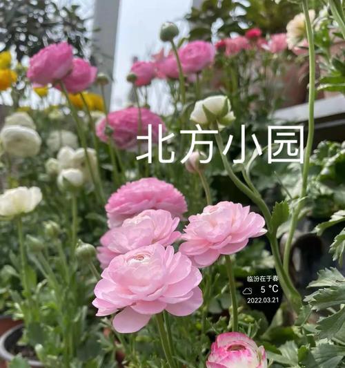 夜开花怎么催芽最好