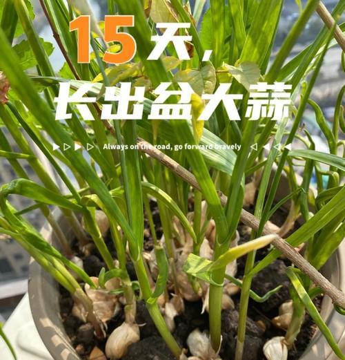 毒蒜催芽技巧揭秘：如何有效促进蒜种发芽？