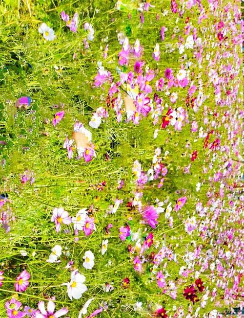油墨花的种植秘籍：从种子到美丽的绽放