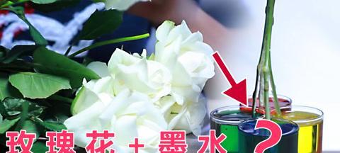 油墨花的种植秘籍：从种子到美丽的绽放