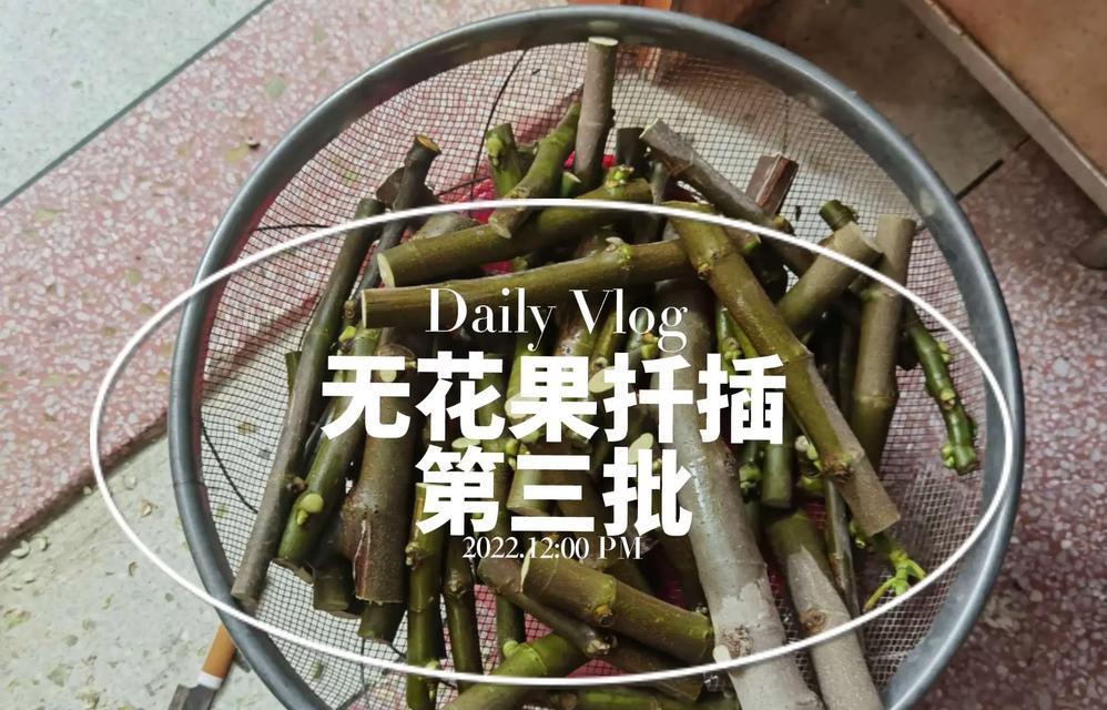 怎么给无花果主干催芽