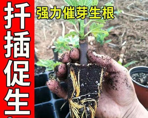 怎么给无花果主干催芽