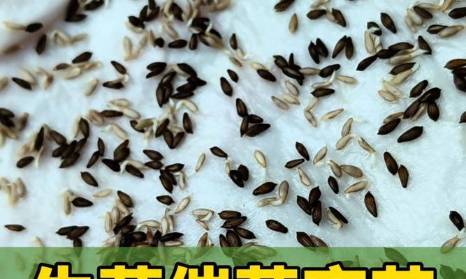 生菜怎么催芽出芽快
