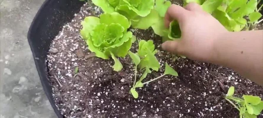 生菜怎么催芽出芽快