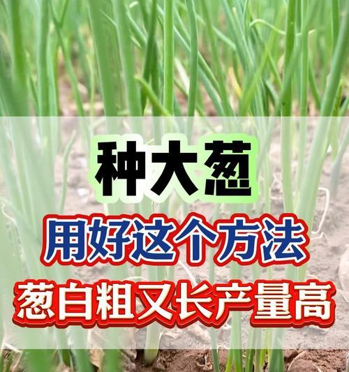 怎么种植葱最好的方法