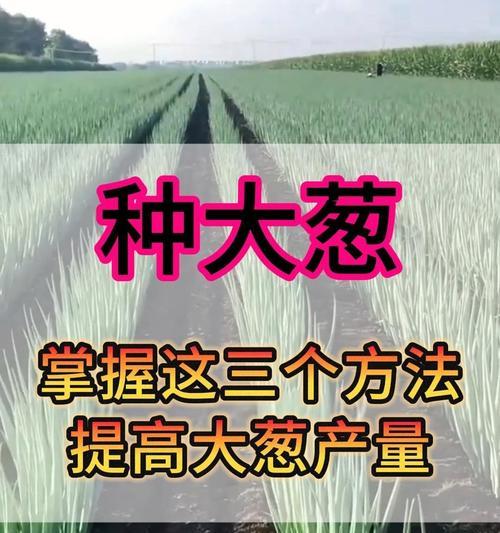 怎么种植葱最好的方法