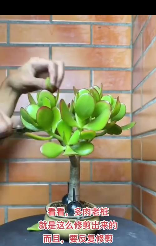老桩植物怎么催芽——让岁月沉淀化为新生
