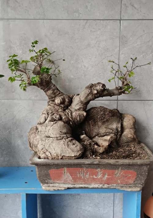 老桩植物怎么催芽——让岁月沉淀化为新生