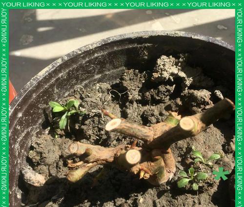 老桩植物怎么催芽——让岁月沉淀化为新生