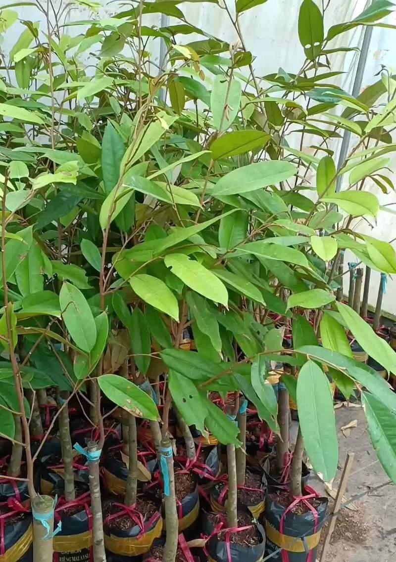 榴莲树的种植方法：详细指导与技巧