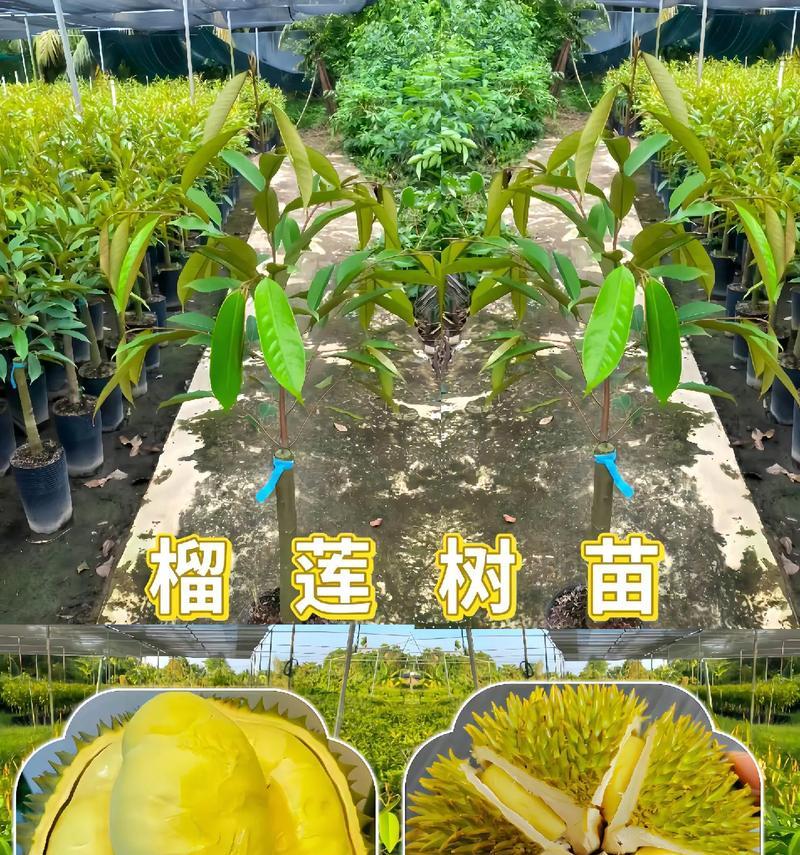 榴莲树的种植方法：详细指导与技巧