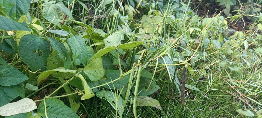 黄豆苗种植指南：从播种到收获的完整步骤