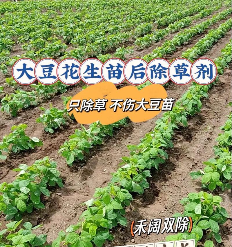 黄豆苗种植指南：从播种到收获的完整步骤