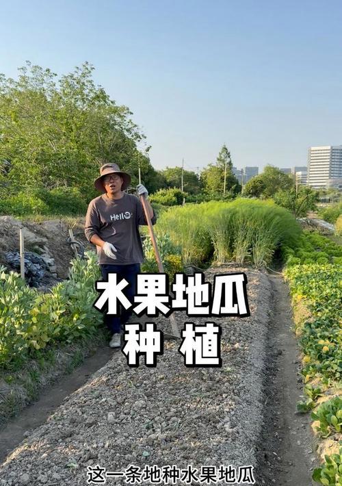 地瓜种植全攻略：从选种到收获