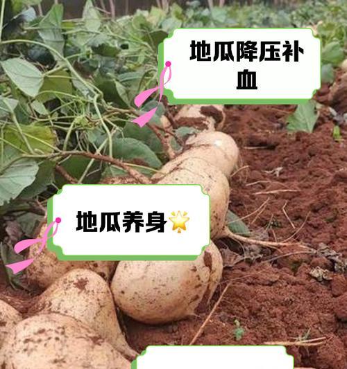 地瓜种植全攻略：从选种到收获