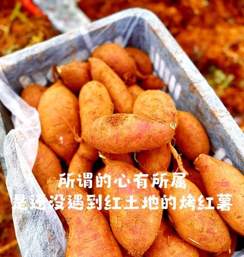 地瓜种植全攻略：从选种到收获