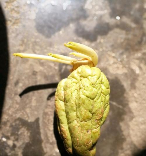 【千金瓜怎么种植方法】