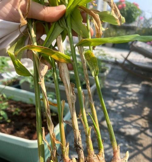 姜种催芽技巧：温度管理及其重要性