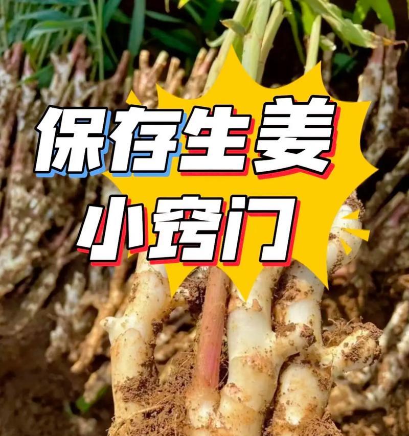 姜种催芽技巧：温度管理及其重要性
