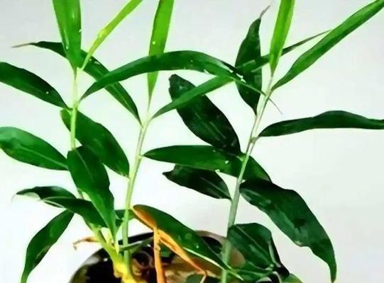 姜种催芽技巧：温度管理及其重要性