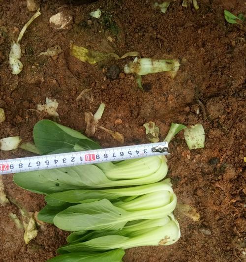 上海青怎么种植方法