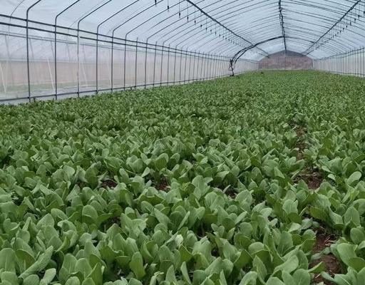 上海青怎么种植方法