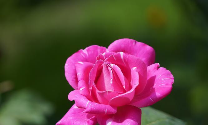 五月份的花象征着什么？它们各自代表了哪些含义？