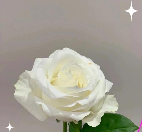两朵纯白玫瑰花代表什么含义？它们的花语有哪些？