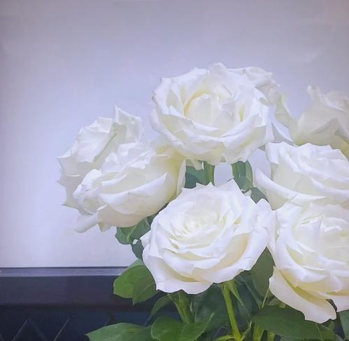 两朵纯白玫瑰花代表什么含义？它们的花语有哪些？