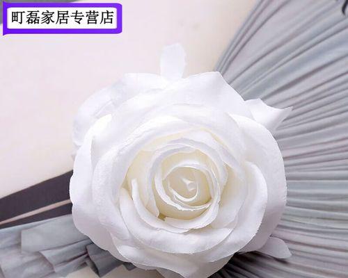 两朵纯白玫瑰花代表什么含义？它们的花语有哪些？