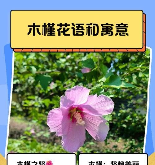 松槿花象征着什么？松槿花的含义和文化背景是什么？