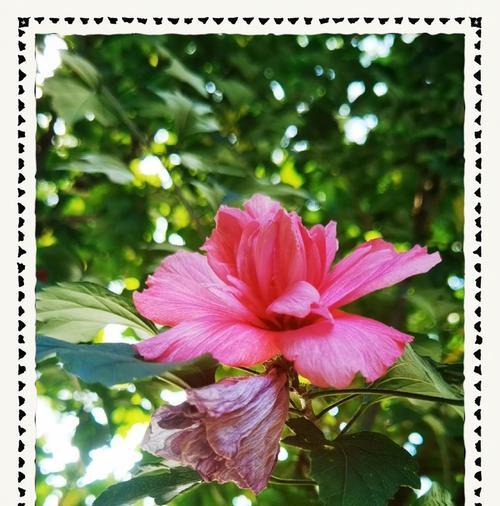 松槿花象征着什么？松槿花的含义和文化背景是什么？