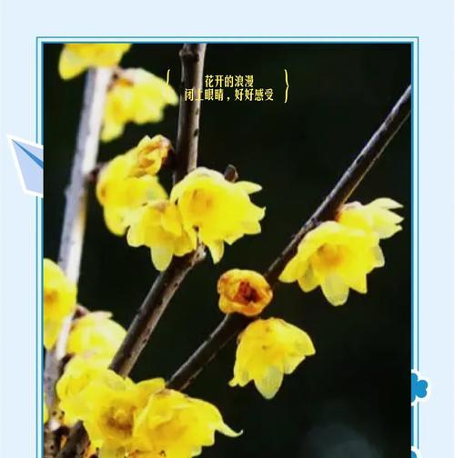 梅花的花语象征着什么？梅花代表的含义有哪些？
