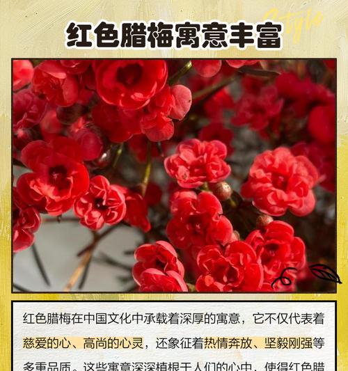 梅花的花语象征着什么？梅花代表的含义有哪些？