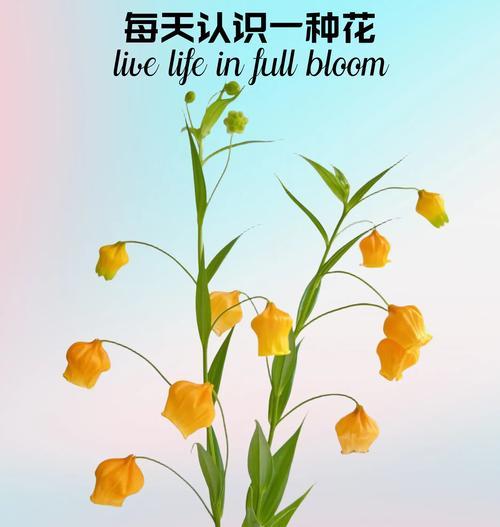 风铃花的寓意是什么？如何正确理解风铃花的象征意义？