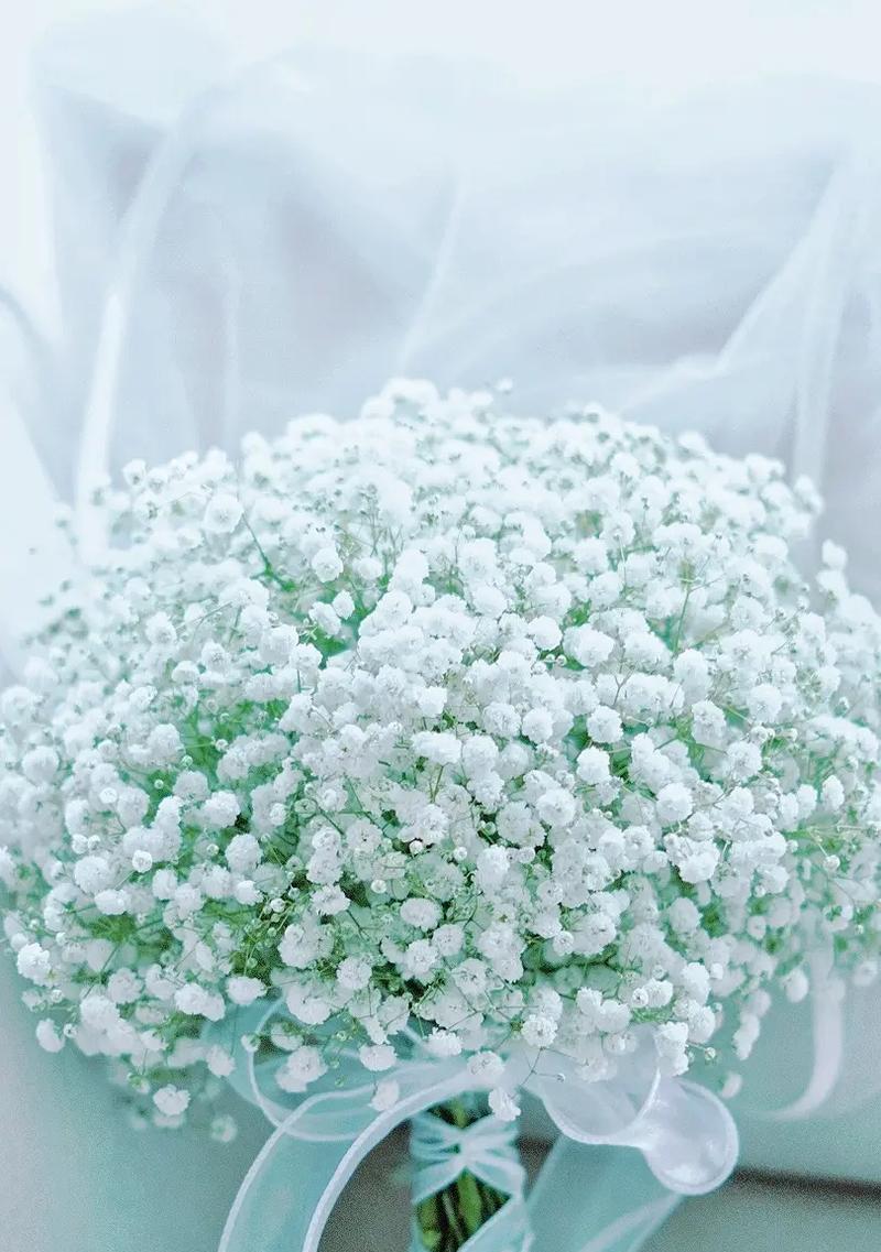 满天星的花语是什么？如何用满天星表达爱意？