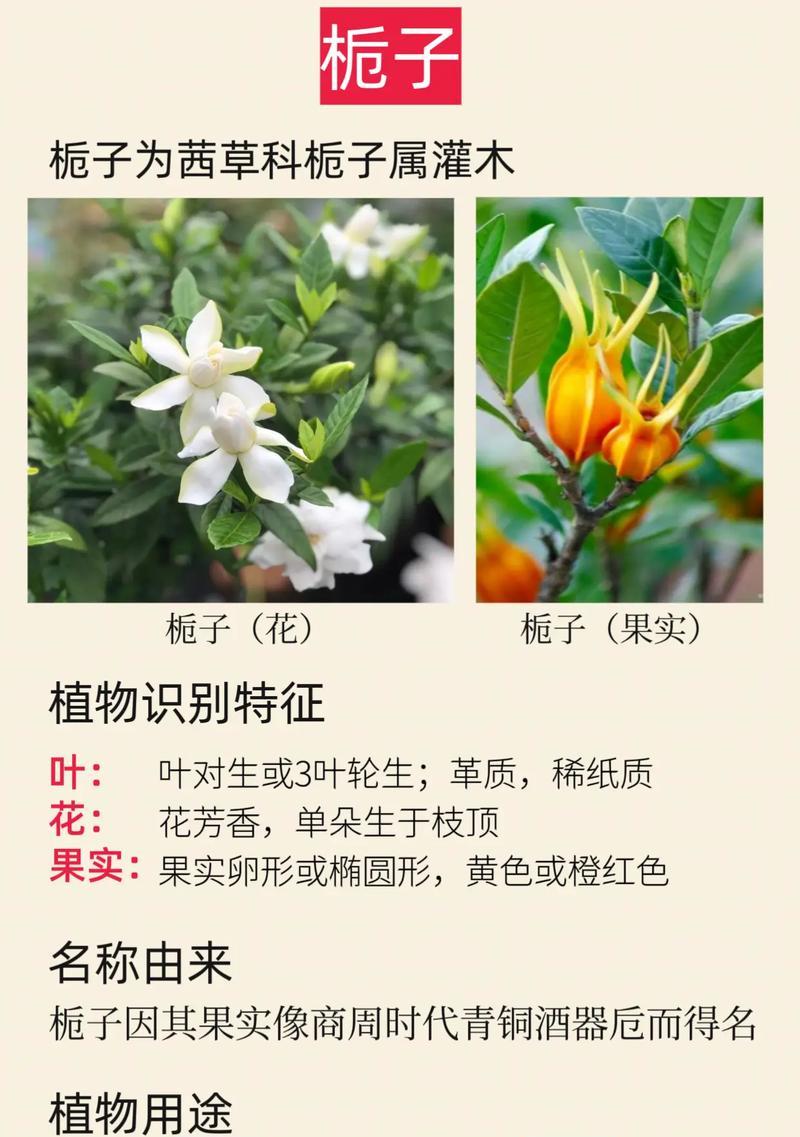 栀子花送给毕业生有何深意？