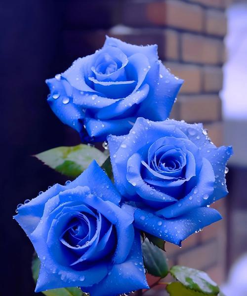 代表绝境的花语是什么？哪种花象征着困境与挑战？