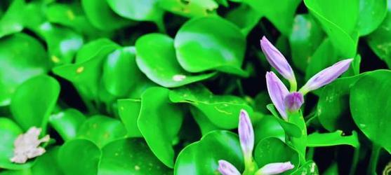 水葫芦花语是什么？它代表了哪些含义？