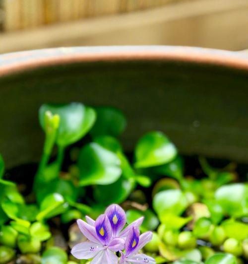 水葫芦花语是什么？它代表了哪些含义？