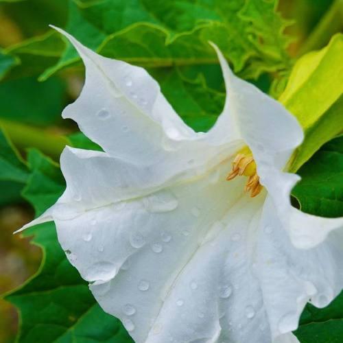 寓意着平安顺遂的花有哪些？它们的花语是什么？